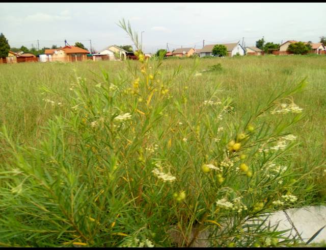 275M² VACANT LAND FOR SALE IN BOITEKONG